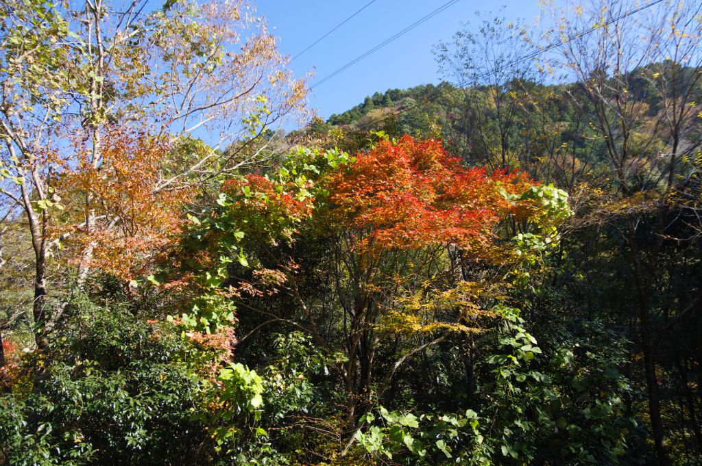 井川線・色づいた木