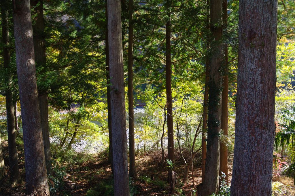 井川線・林越しの川