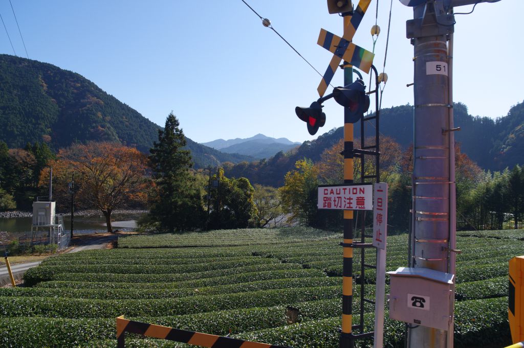井川線・沢間駅手前の茶畑