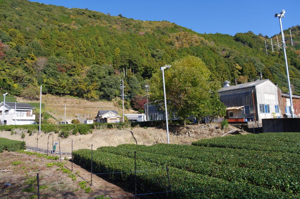 川根温泉笹間渡・茶畑