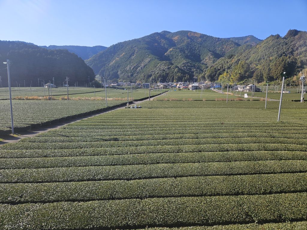 大井川鐵道SL車窓・茶畑