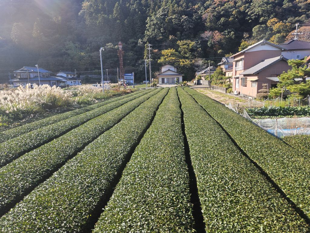 大井川鐵道SL車窓・茶畑