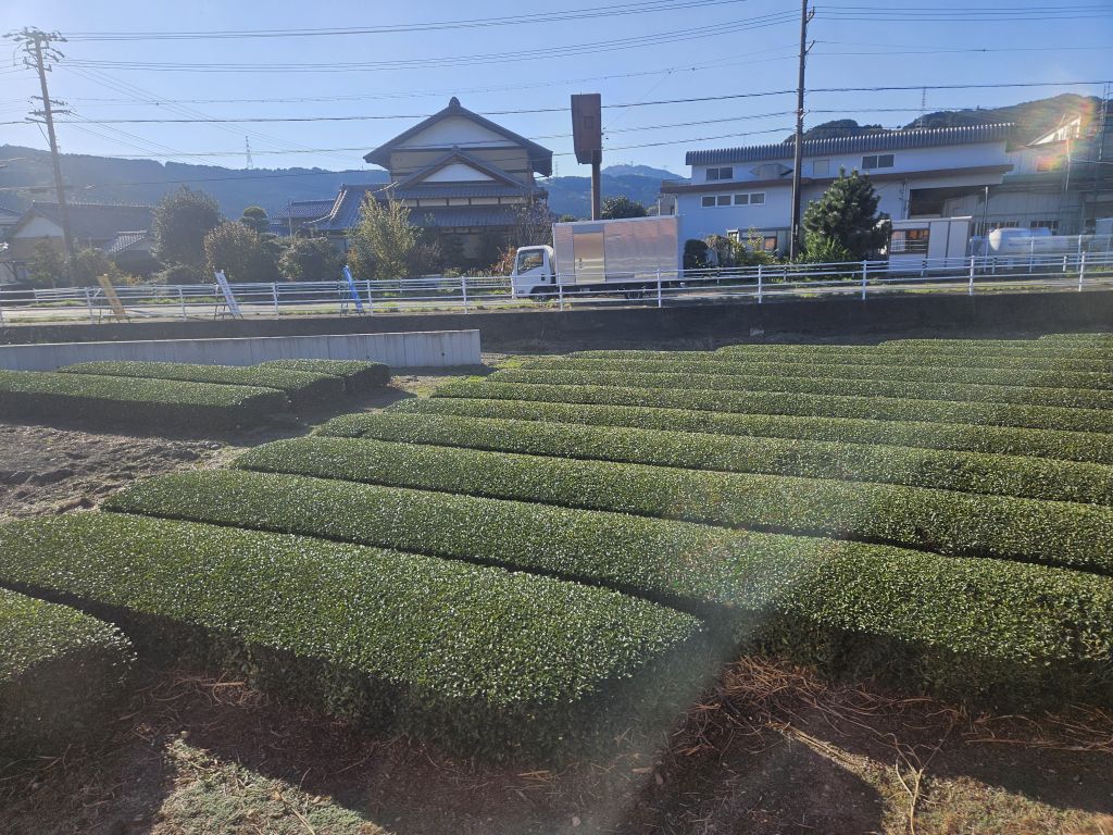 大井川鐵道SL車窓・街中の茶畑