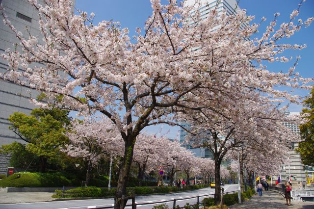 みなとみらい・さくら通りの桜の写真ページ