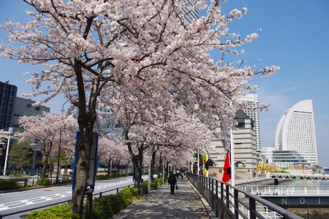 桜あふれるさくら通りを進む。