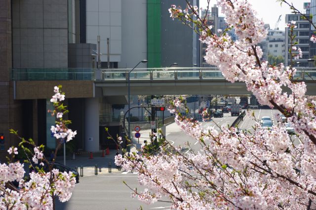 「さくら通り西」交差点。ここから桜並木が始まります。