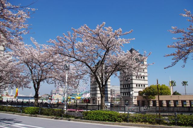 開放的な青空と桜の木。