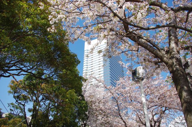 クイーンズタワーと桜の木。