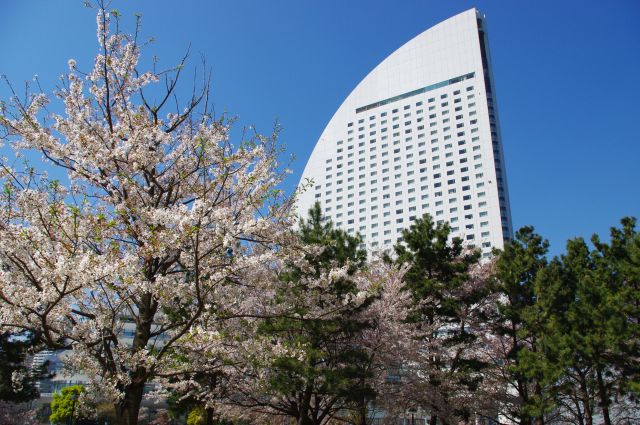新港地区（汽車道、新港パーク）の桜の写真ページ