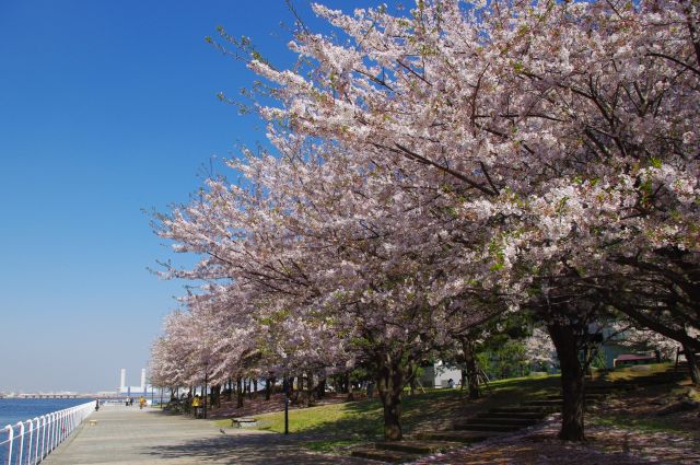 川沿いに桜の木がずっと続きます。