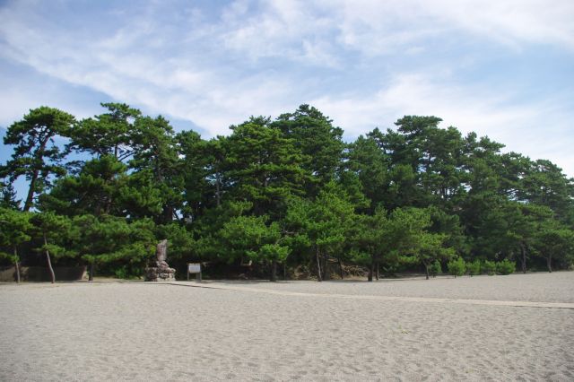 浜から陸地側を見た松林。浜辺に松があるのも何か新鮮な感じがしました。