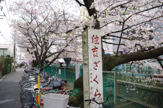 元住吉の桜の写真ページ
