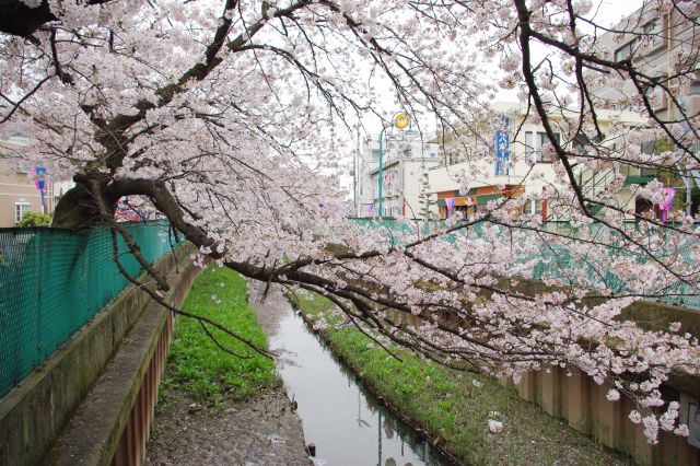 川に向かって垂れる桜の枝。川にも花びらが散りばめられている。