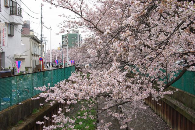 川の片側から伸びる桜の枝。