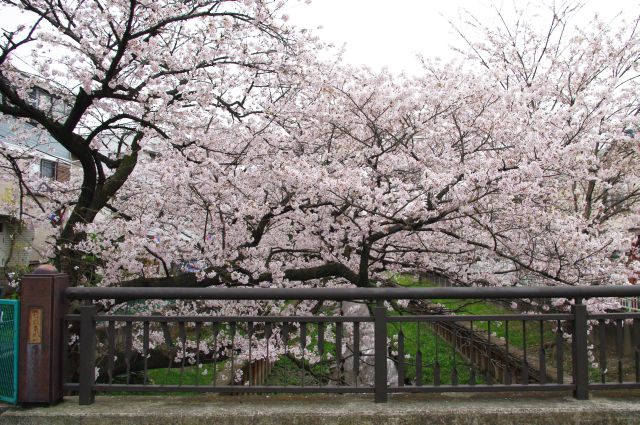 途中の橋の上から。枝が橋と平行に横に伸びて、すぐ目の前に桜が見られる所でした。