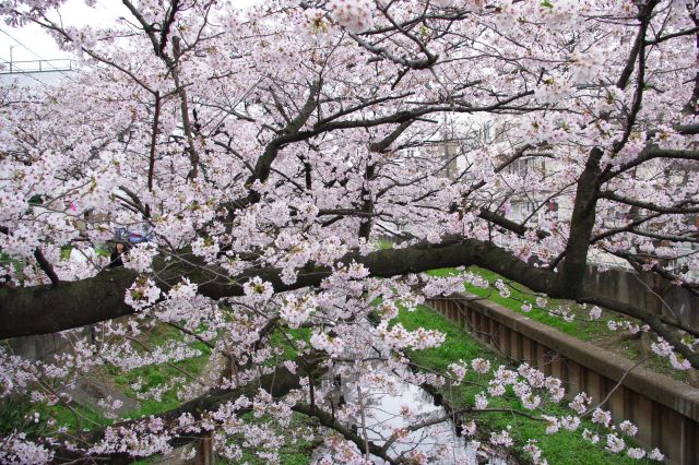 橋の上から桜をズーム。川の周りの緑色との対照も。