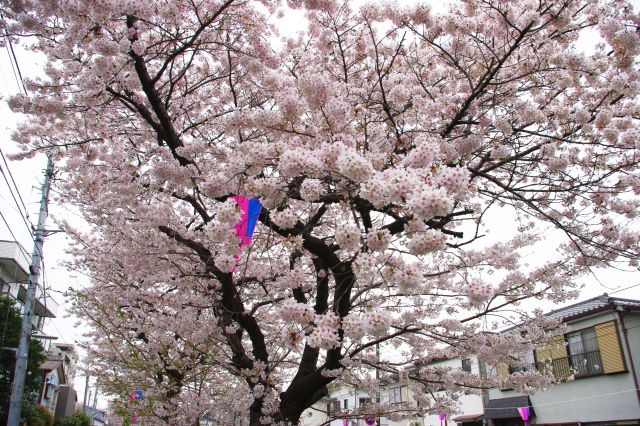 見上げる桜のアーチ。周囲は住宅街。