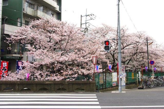 交差点先の渋川には桜並木が続く。神奈川県の花の名所100選にも選ばれています。
