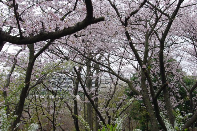 花見台という地名の通り、公園内の歩道沿いには桜の木が並んでいます。