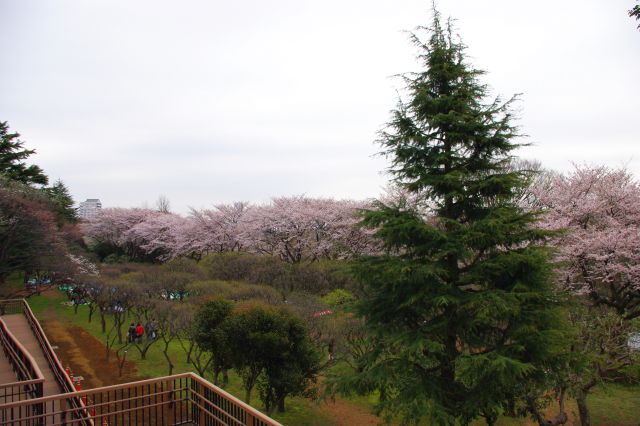 公園内に続く桜のアーチを見下ろす。