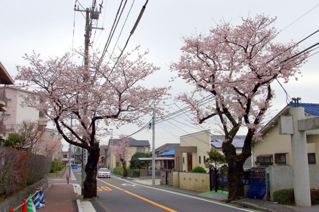 桜丘高校付近。かつてはもっとたくさん桜の木があったのですが、道路にはみ出ていたためか間引かれたのが残念。