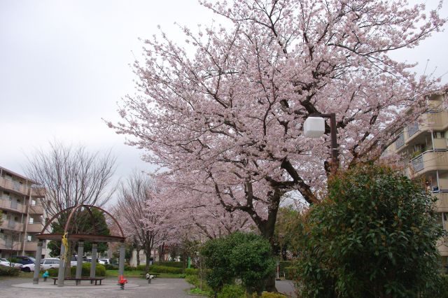 住宅街にある桜の木々。