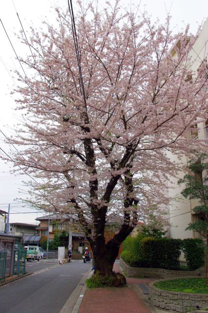 高校裏門前の桜の木。太くて高さもあり、電線にまで達している。