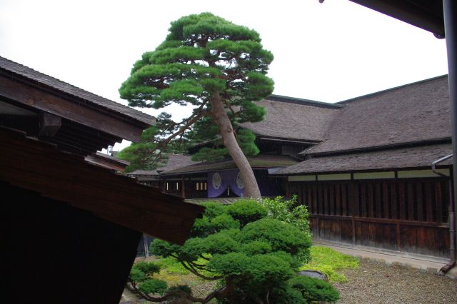 昔ながらの和風の館。庭にある松の木が似合います。