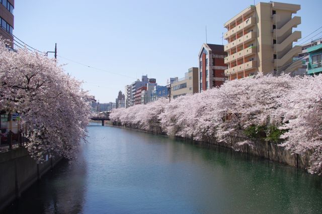京急「日ノ出町」駅前の長者橋から、大岡川に咲いている桜を望む。