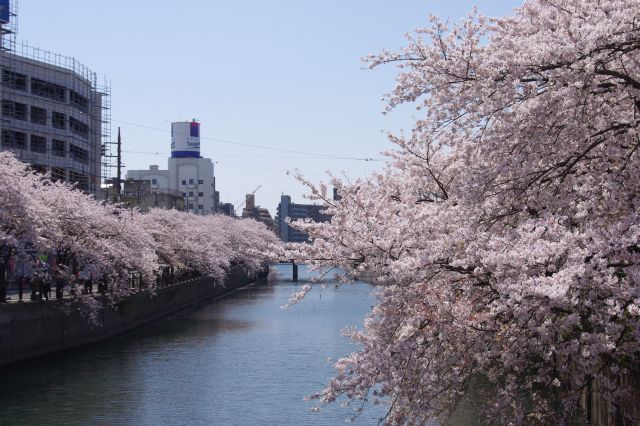 大岡川の両岸にびっしりと咲いた桜がひしめき、桜色であふれかえる。