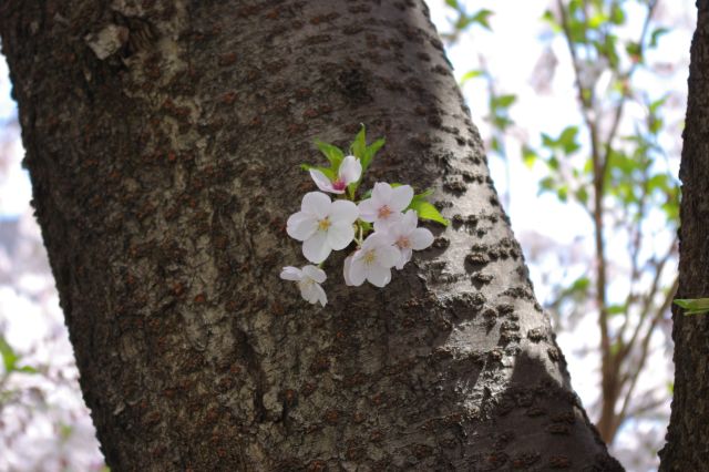 木肌に小さな桜の花が咲いている。この花１つ１つがたくさん集まって、華やかな風景を作っているんですね。
