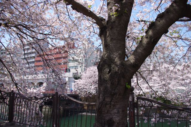 歩道にある桜の木の下より。川の方へ枝が垂れていて、桜に包まれている感じ。