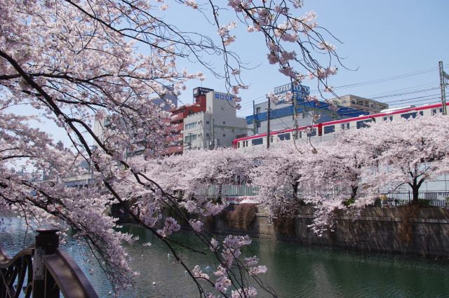 大岡川の桜の写真ページ