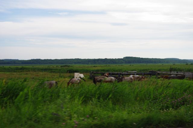 細長い濤沸湖沿いの広大な草原には馬がいました。