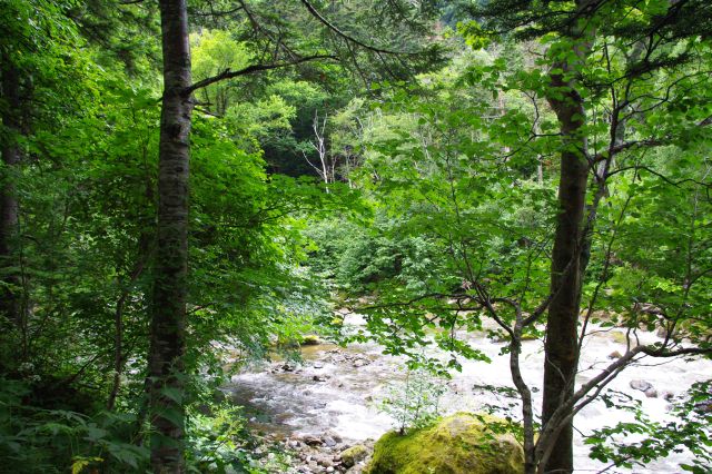 自然豊かな渓谷には石狩川が流れます。涼しくて水の音も心地よく、マイナスイオンいっぱいという感じです。