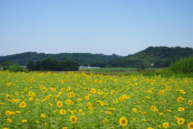 少しズーム。奥には畑や広大な山々にたまに建物がある、北海道らしい風景が広がります。
