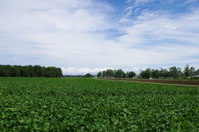 空港付近、広大な畑が広がります。