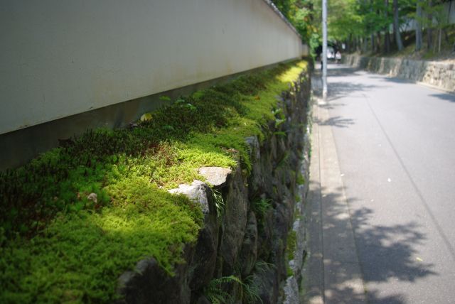 塀と岩とバリエーションのある緑の小草が趣がある風景でした。