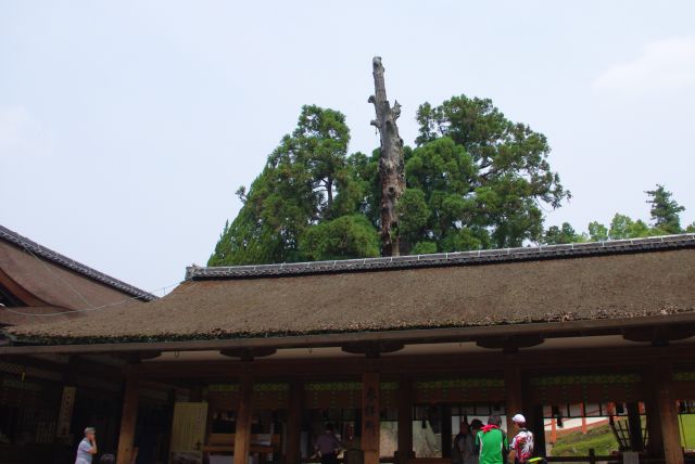 南門をくぐると、樹齢1000年といわれる御神木の「本社大杉」が目に入る。上部は落雷を受けたという。