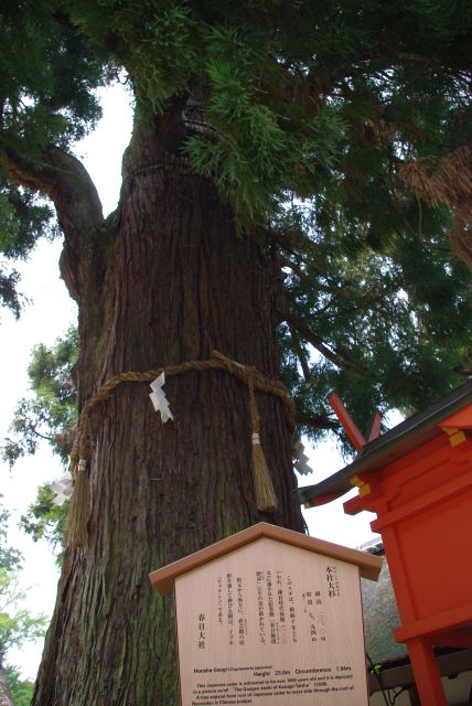太い幹の本社大杉。根元からは槙柏（しんぱく）が延び、直会殿の屋根に穴を開けて木を生かしています。