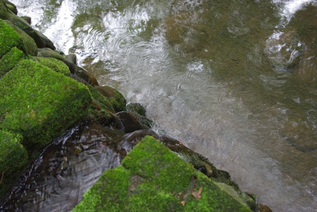 苔と川に流れていく水。本当に涼しくて気持ち良い雰囲気。