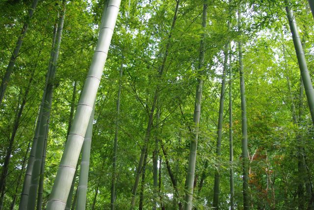 竹林には立派な太い竹もある。