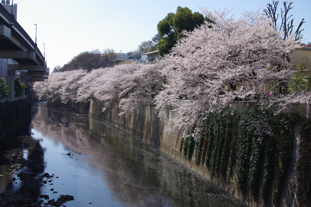 写真18枚 江戸川公園の桜 東京都 全国フォトたび みやだい