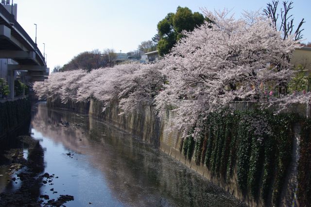 有楽町線の「江戸川橋」駅の1a出口を出てすぐの江戸川橋より。神田川の片側に桜の並木が続く。