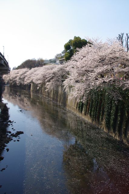 桜の花びらが川に散って流れているのが印象的できれいでした。