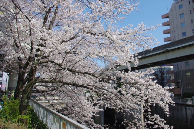 桜並木のある江戸川公園側を歩いていく。すぐ目の前に桜の木々が迫るように続く。