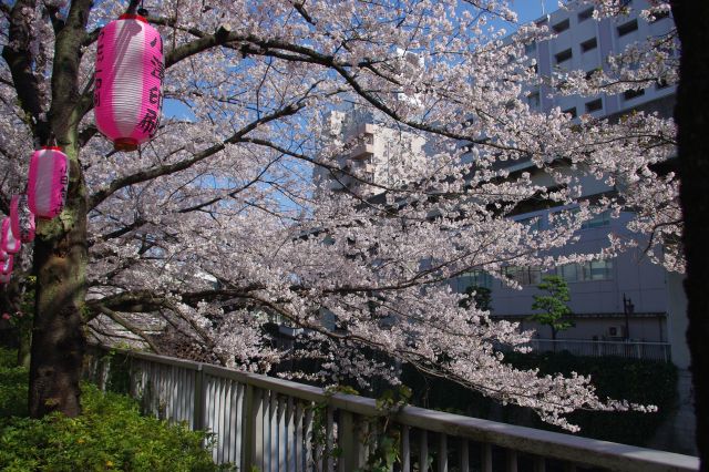 多少窮屈さもある都会的な桜の風景。