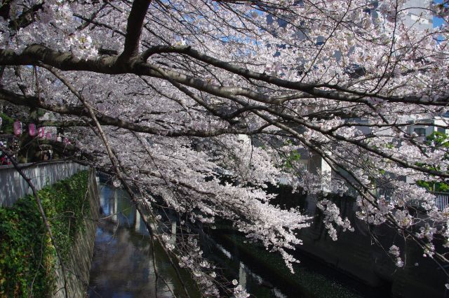 最初の橋の上から。太い枝と濃い桜色が川に向かってダイナミックに降りてゆく。