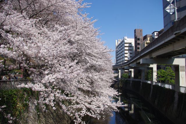 橋の中央付近から。桜の花びらの密度が本当に濃いです。