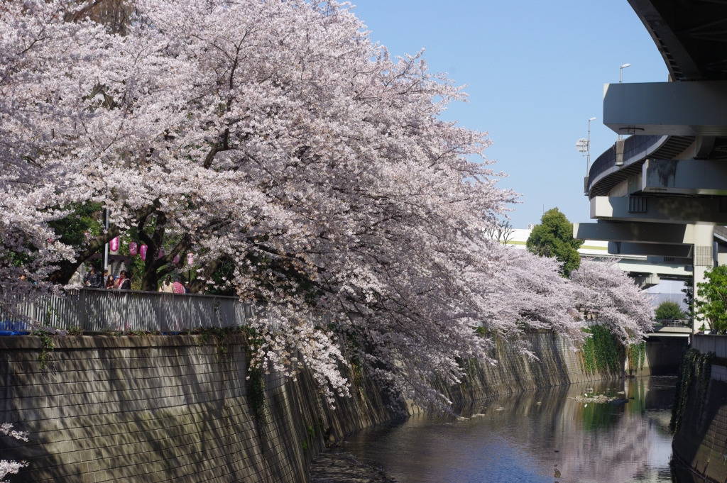 写真18枚 江戸川公園の桜 東京都 全国風景写真 みやだい